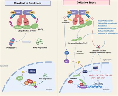 Frontiers | The Role of NRF2 in Bone Metabolism – Friend or Foe?